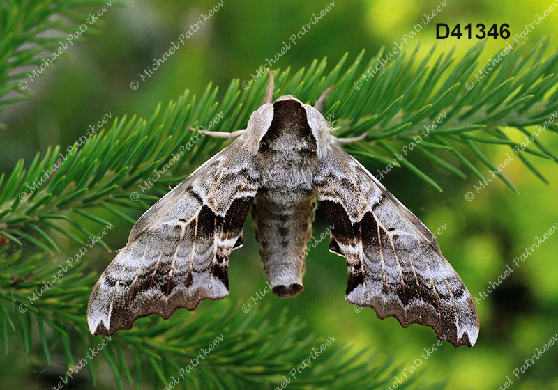 One-eyed Sphinx (Smerinthus cerisyi)